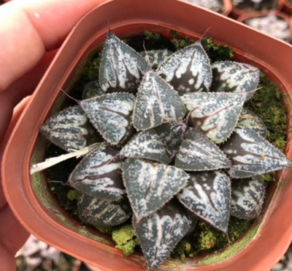 Растение Haworthia суккулент для внутренней декарации
