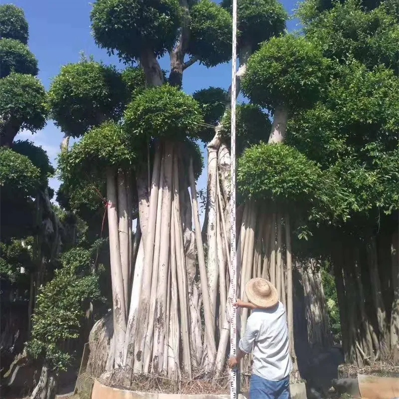 Banyan tree style bonsai hanging roots live bonsai tree shaped bonsai tree