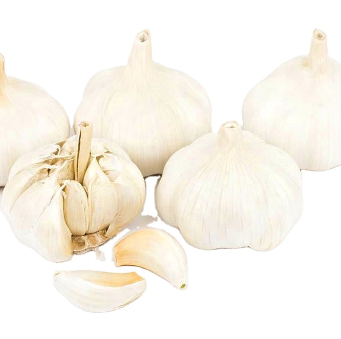Семена Чеснока на продажу bawang putih