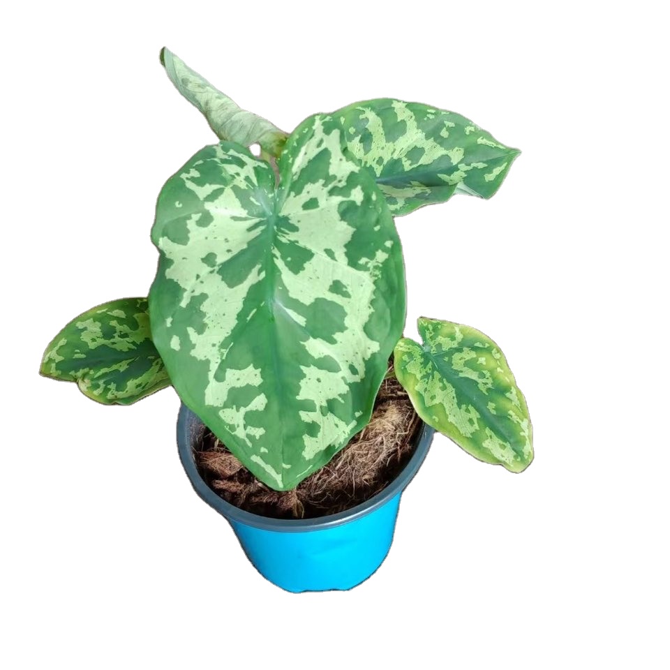 Оптовая продажа, живое растение Hilo Beauty Alocasia, Горшечное растение