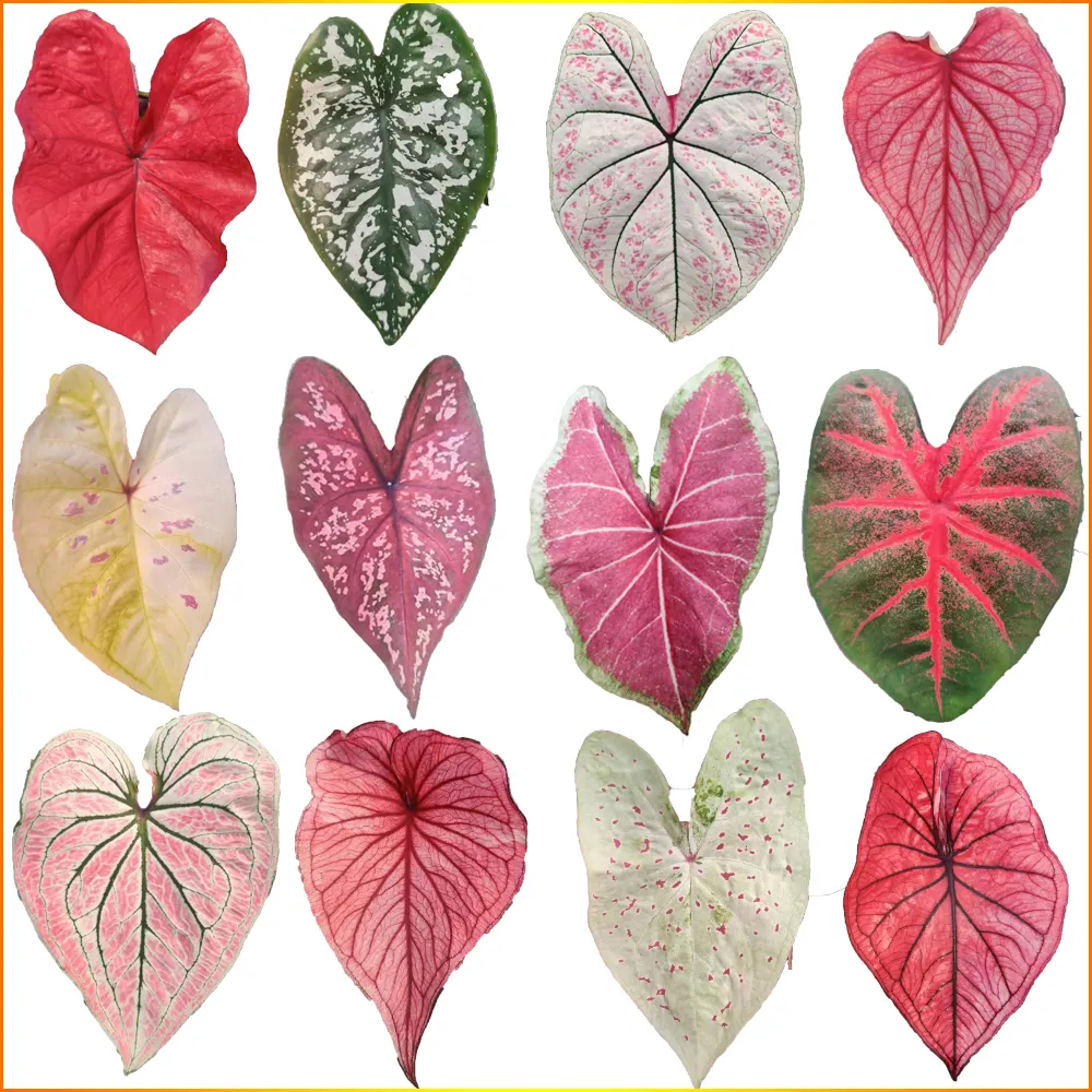 Young plants Home Decoration Plant Natural caladium seedlings baby