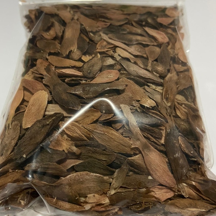 Plumeria seed cheap price offer