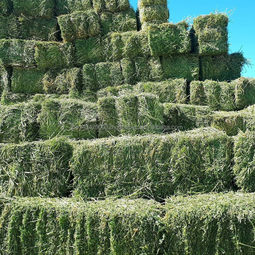 В наличии Высококачественные Гранулы Alfalfa и Alfalfa лучшего качества для продажи