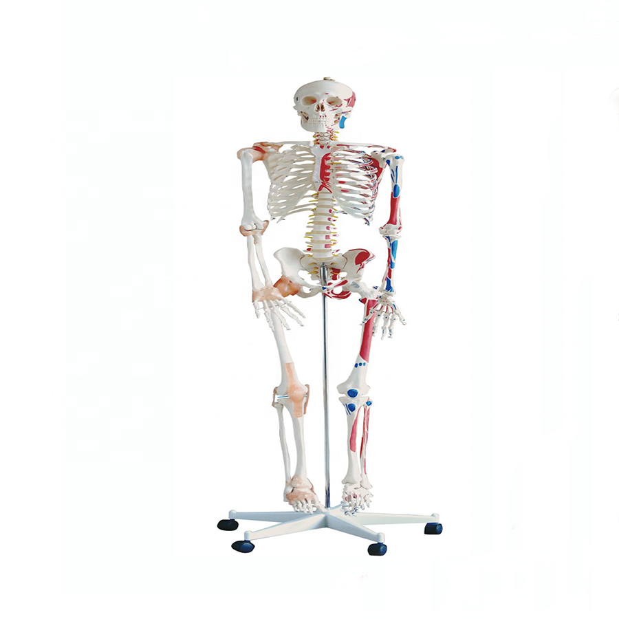 Factory price medical skeleton model educational skeleton model with Nerves and blood vessels Nerves and blood vessels
