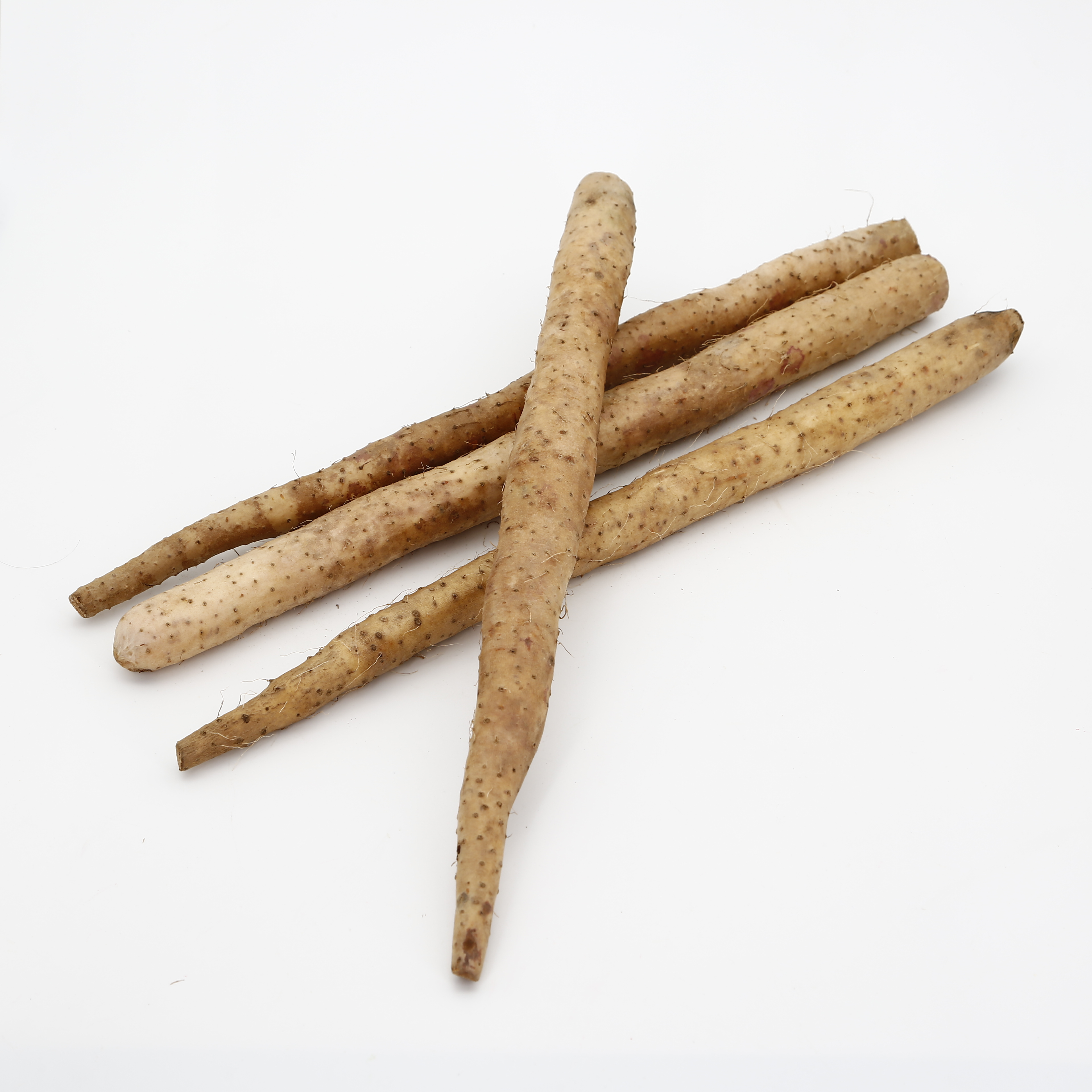 Fresh burdock Bulk IQF frozen fresh Abrojo burdock