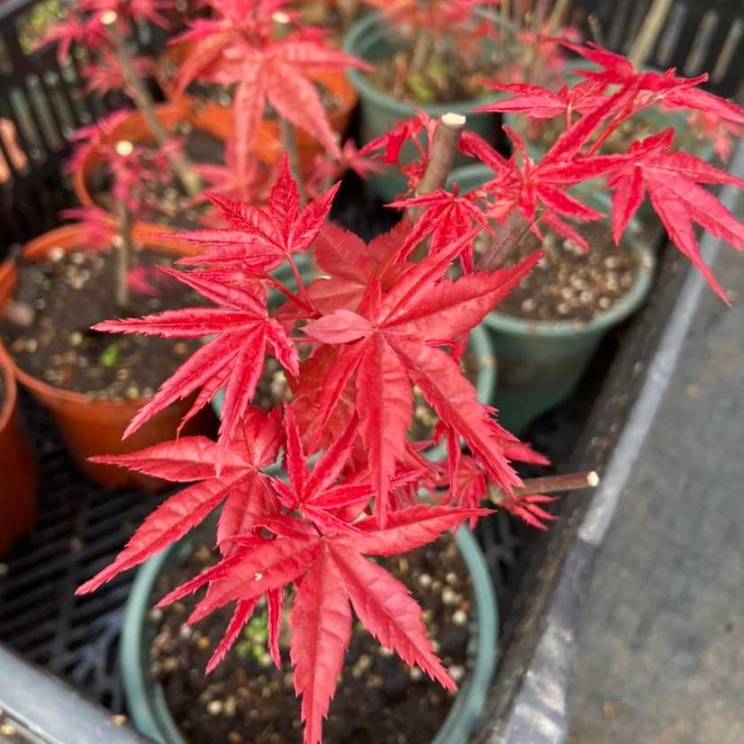 Живое растение 2021 красный клен Альфа оптовая продажа натуральное растение philodendron живые растения для декора