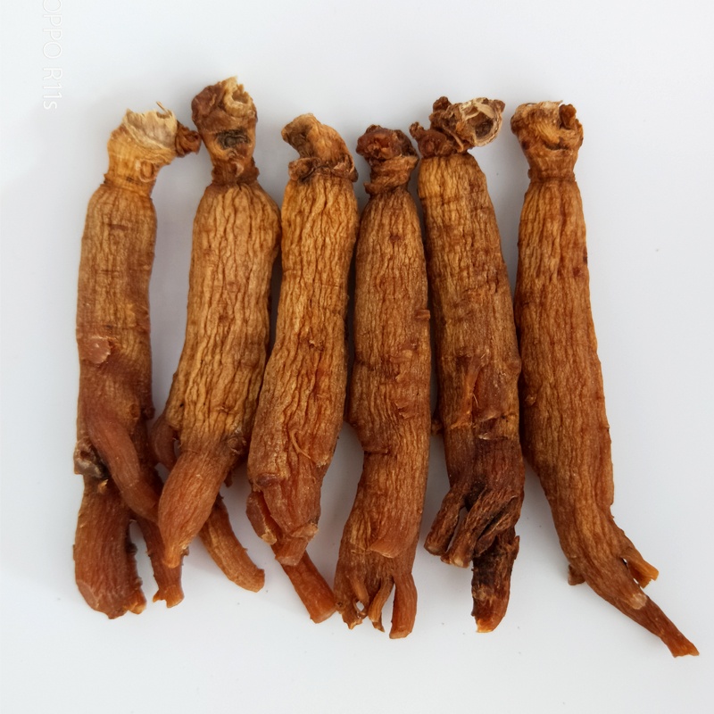 Бесплатные образцы корня красного женьшеня Panax