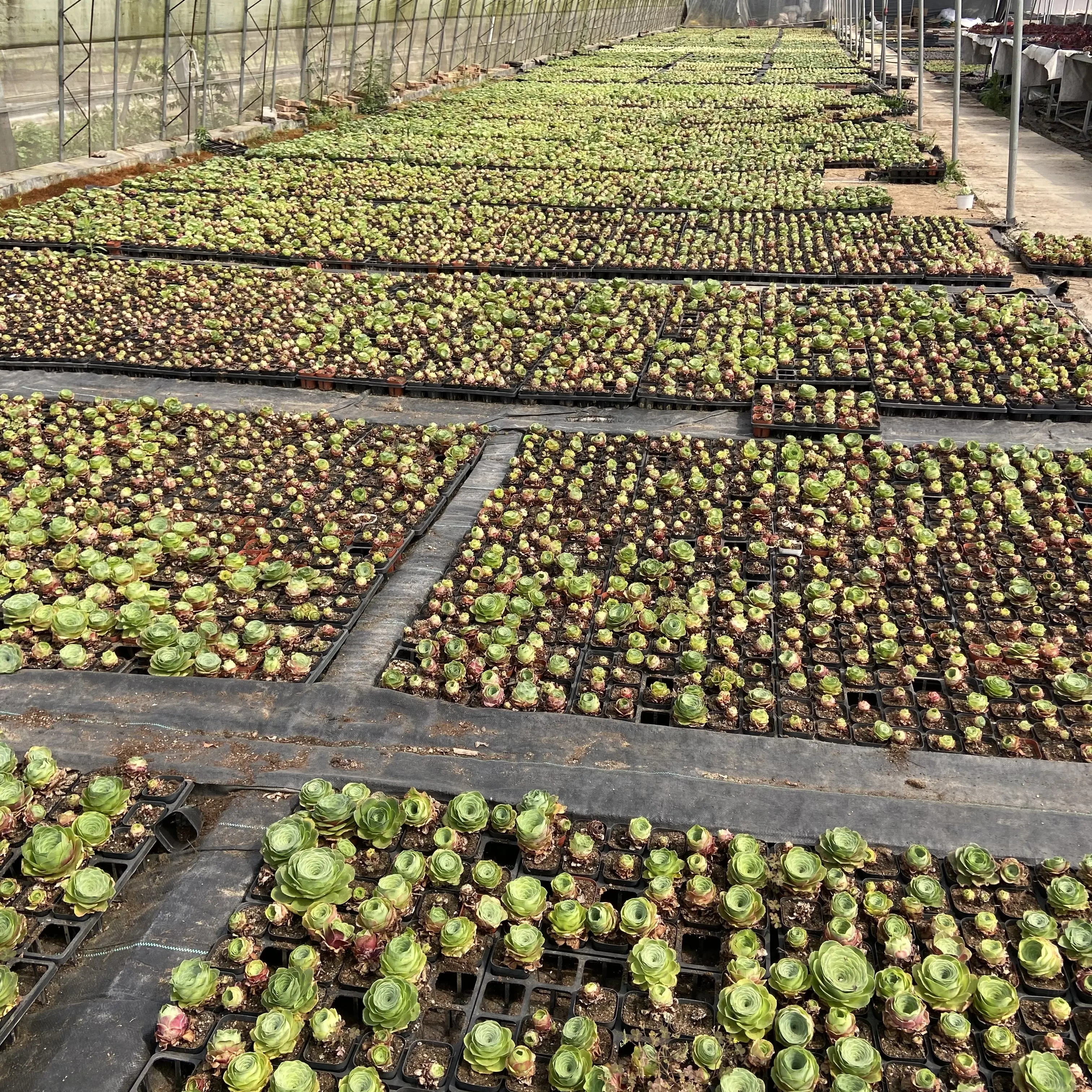 Manufacturers Supply About12cm Light Red Living Plants Succulent Plants On Pot For Ornamental Bonsai Plants