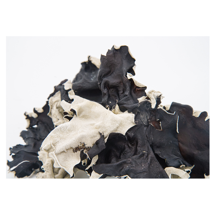 Fresh White-backed Black Fungus/Agaric for Mushroom Buyers