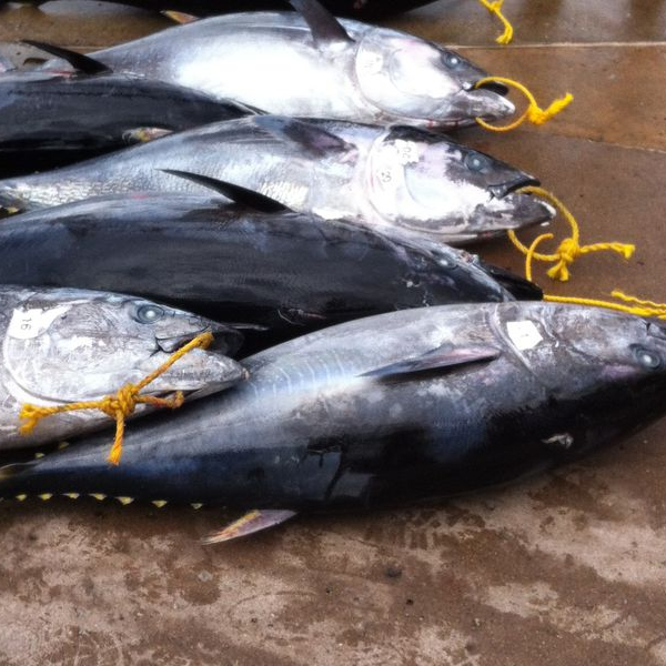 Морепродукты Замороженные цельный круглый тунца рыбы скипджек