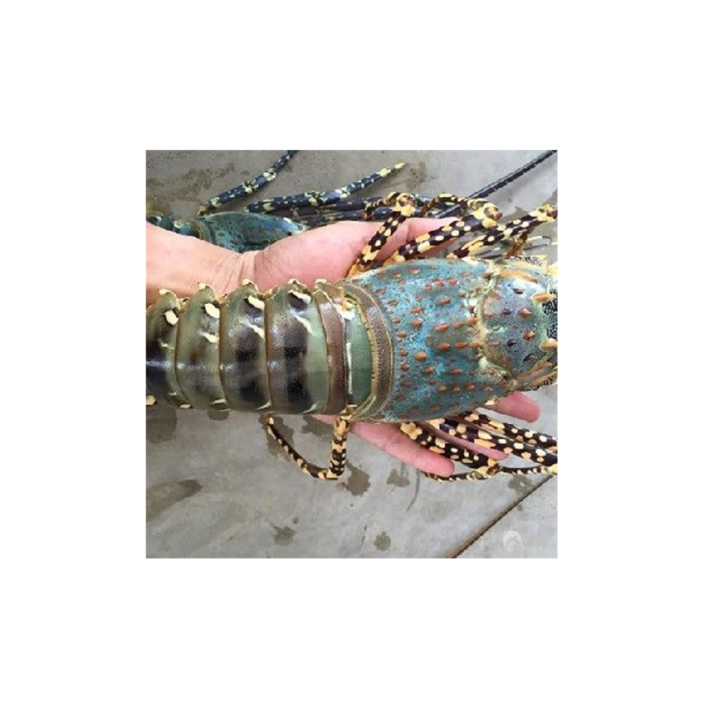 Live Spiny Lobster Premium Seafood High Grade With Good Price From Thailand Manufacture Factory Exporter