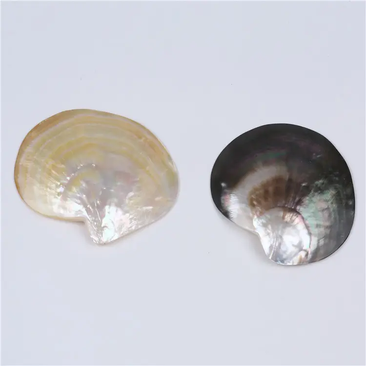 Wholesale Polished Natural 10*12cm Sea Shell For Carving And Decoration