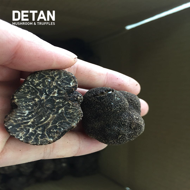 Detan дикий гриб высокое качество сильный аромат вкусный здоровый свежий черный трюфель гриб