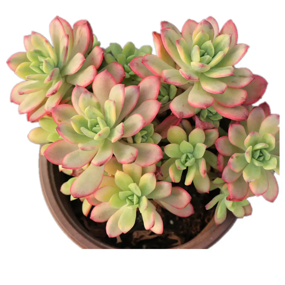 Echeveria Minibelle variegata succulent plant with competitive price Woody Plants