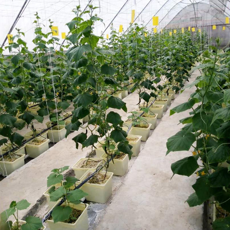 Green House Dutch Bucket With Cover With One Net Cup For Hydroponic System In Greenhouse Farming Tomato Growing