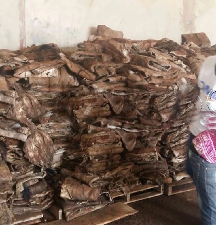 Bulk Salted Cow Head Skin /Available Wet Salted Donkey Hides Top Grade in Germany.