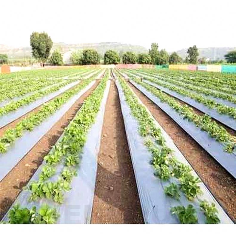 Supply 20-50micron black poly mulch film agriculture plastic black and silver mulch film with holes for strawberry crops
