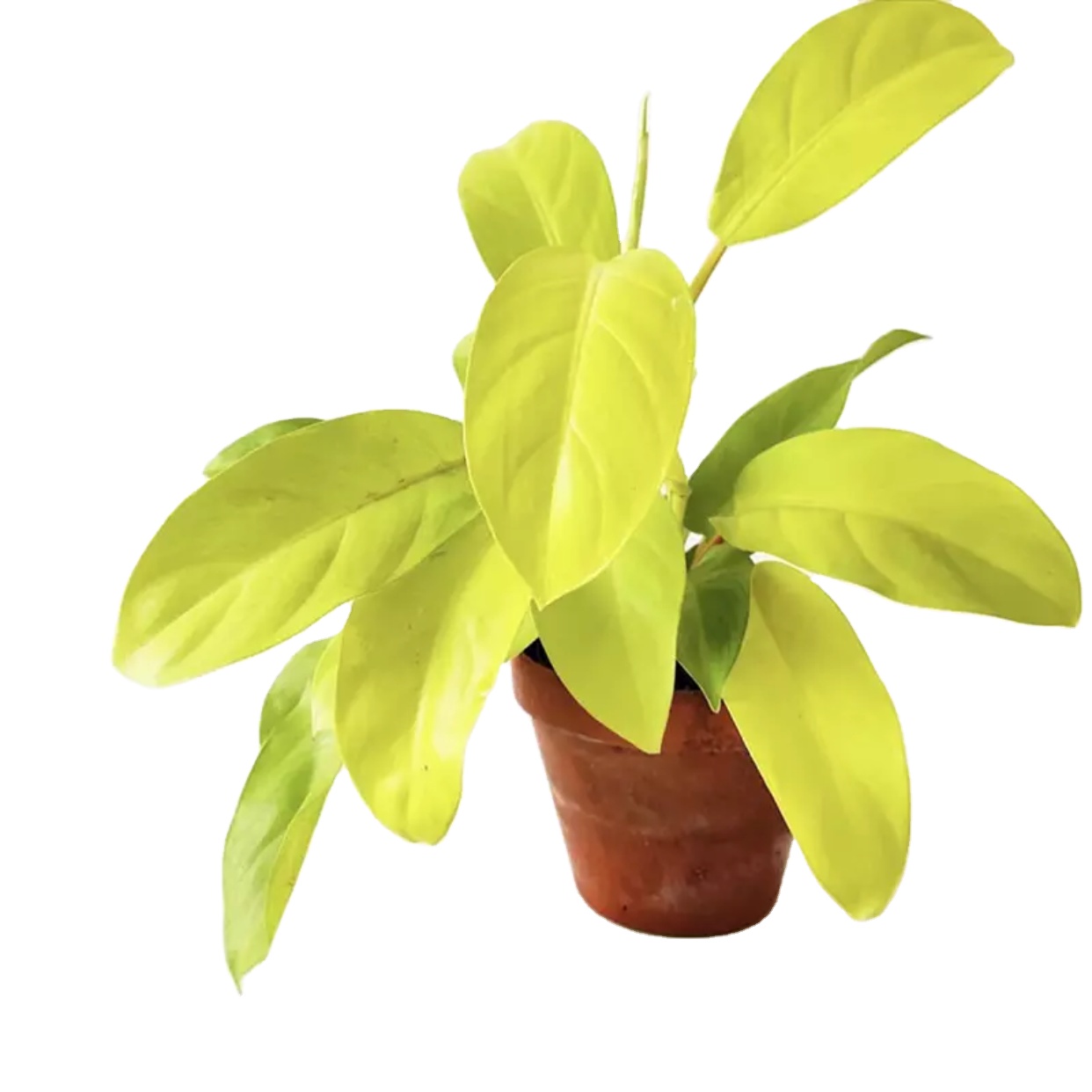 hot sale real plant nature plant malay gold Philodendron bonsai