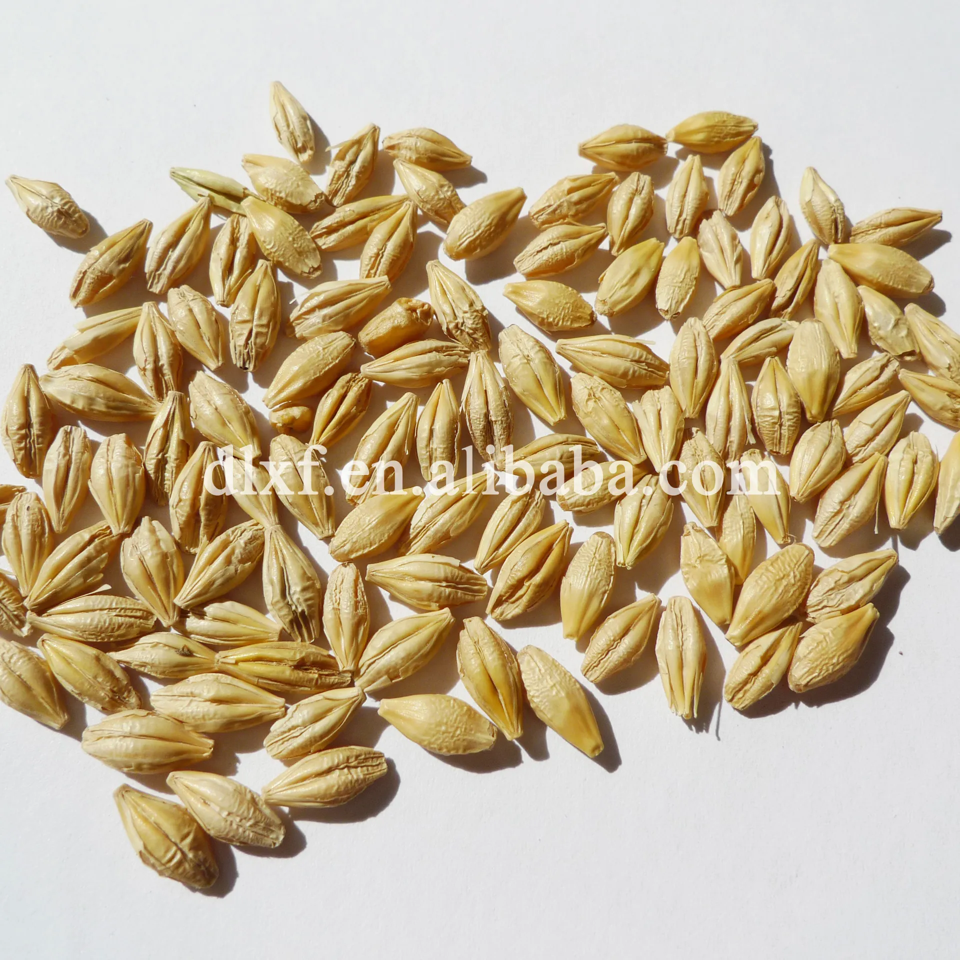 wholesale barley for human consumption
