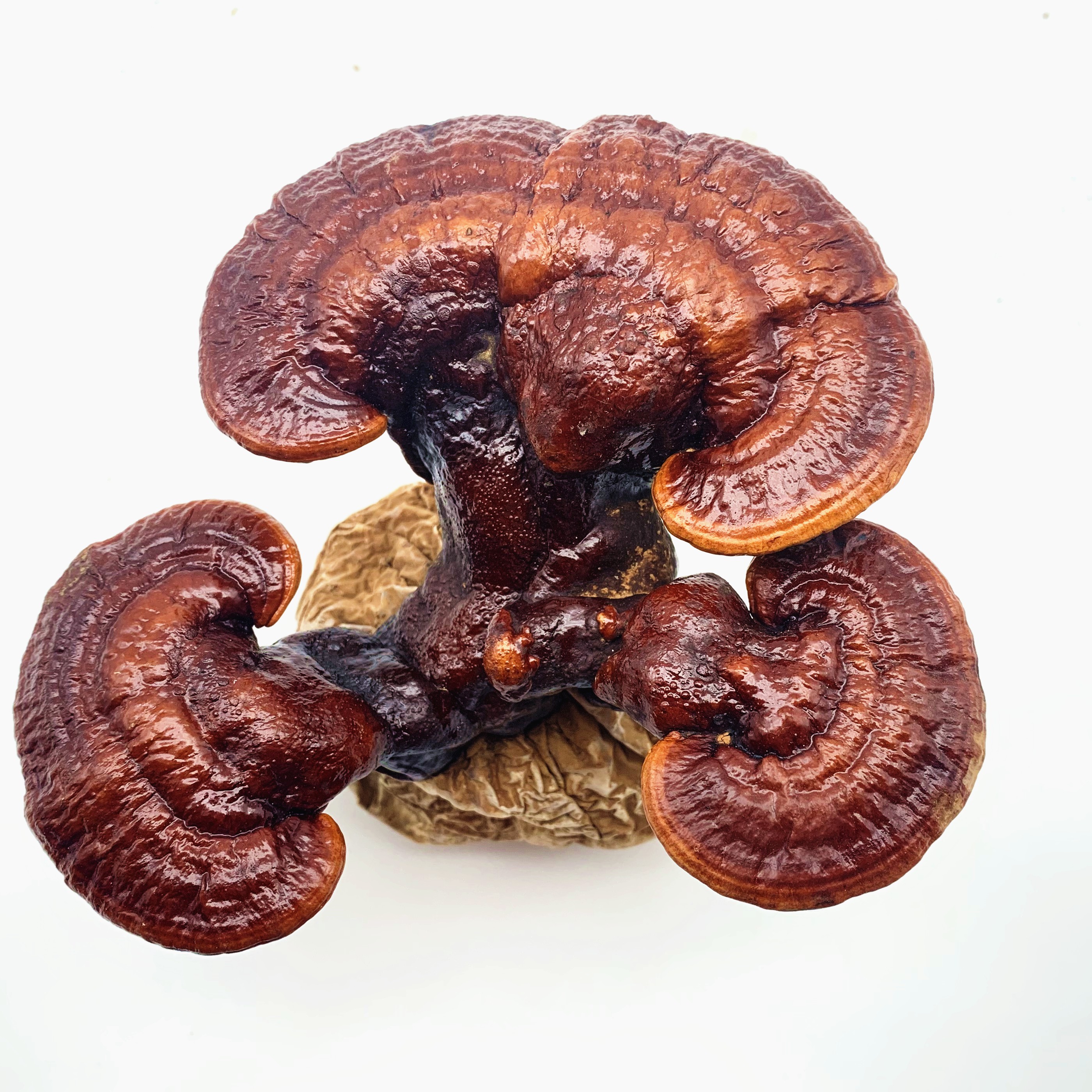 Dried Top Grade Ganoderma lucidum Reishi Mushroom Bulk