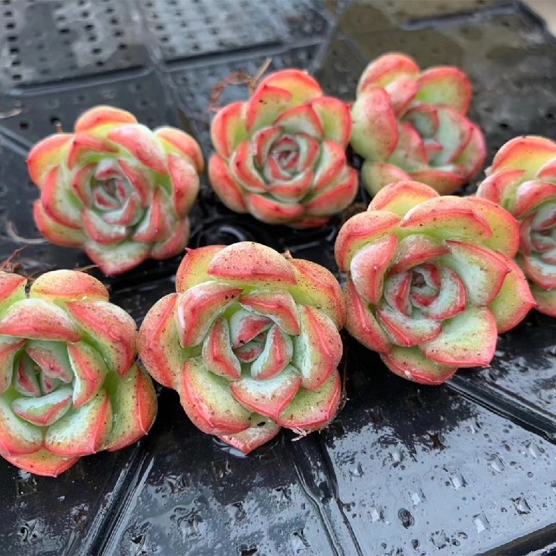 Комнатное декоративное растение Echeveria Apus, 1,57 дюймов, живое суккулентное растение, садовый декор для детской посадки