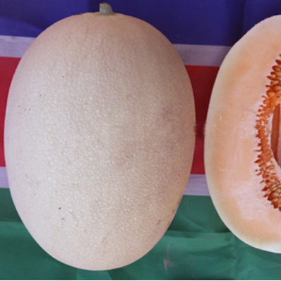 Hybrid musk melon seed f1 white skin red flesh