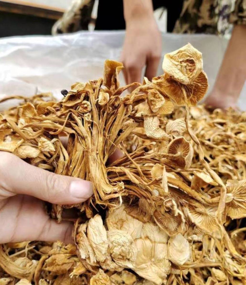 Export healthy dry tea tree mushroom taste delicious