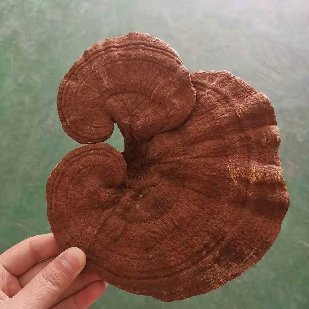 Dried Reishi Mushroom / Lingzhi Mushroom  Whole and not Cut 