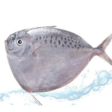 Конкурентоспособная цена BQF, морская замороженная рыба с цельной круглой луной