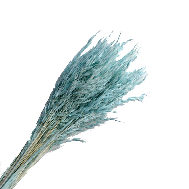 natural plant Oats real Avena Sativa bundle dried decorative flower for vase of house decor