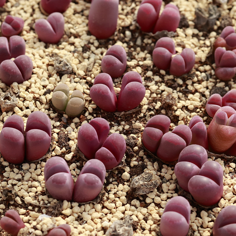 Оптовая продажа, двухстороннее оптическое растение lithops для украшения интерьера, бонсай
