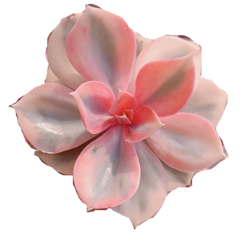 103Echeveria Laui Радуга после свечения живые суккуленты живое растение садовые кактусы Haworthia