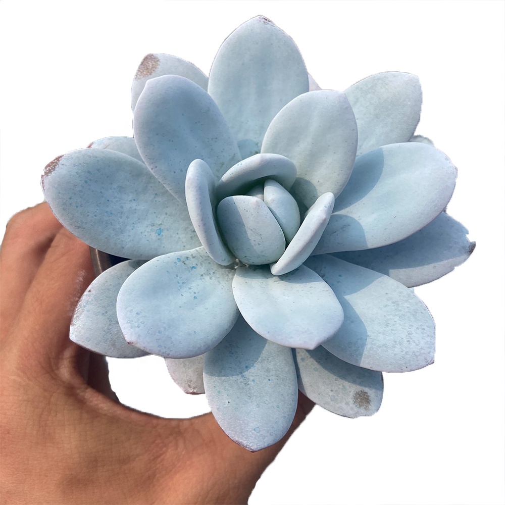 2021 Новый About12cm белый живых растений декоративные растения для декоративный бонсай растения