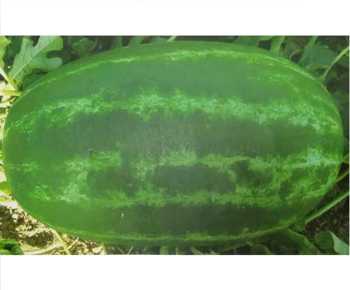 Middle maturity good disease resistance hybrid f1 watermelon seeds for planting