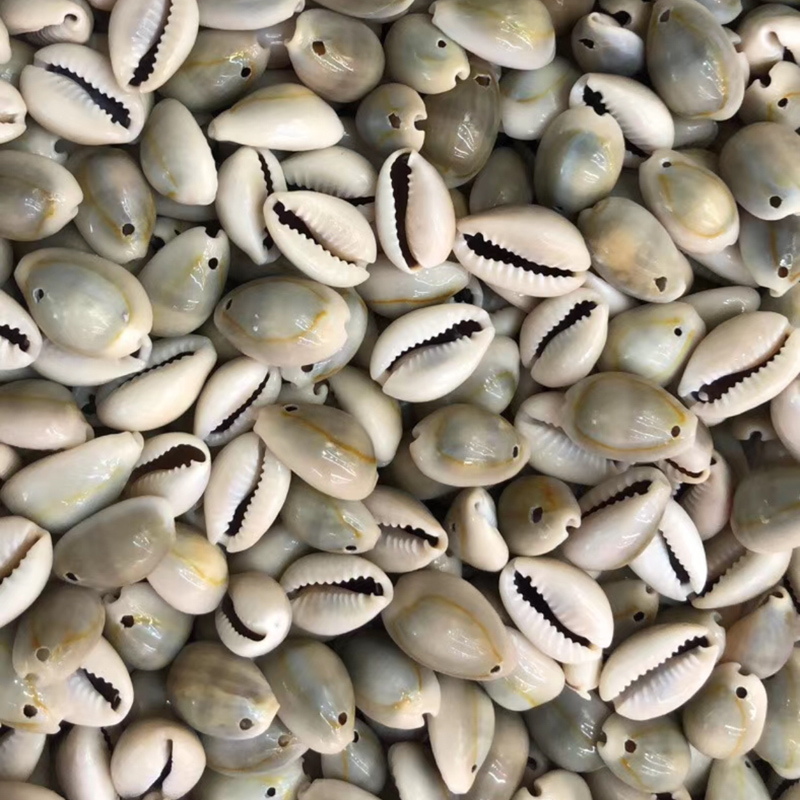 6 Styles Single Hole Natural Cowrie Beads Natural Shell Cowrie Tribal Jewelery Craft Accessories DIY