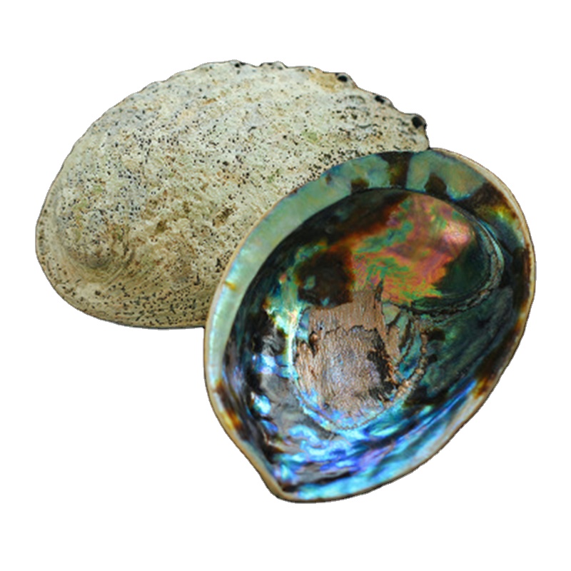 Natural Craft Seashell Crystal Abalone Shell cleansing smudge kit Palo Santo Sticks sage healing Abalone Shell
