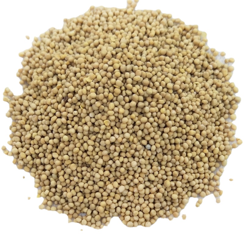 Raw spice pure natural India Mustard Seeds for sale