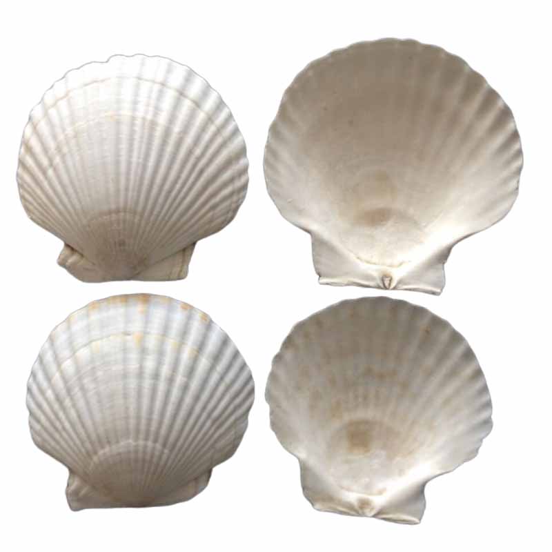 Гребешок скорлупы оптом для еды/DIY Seashell ремесел