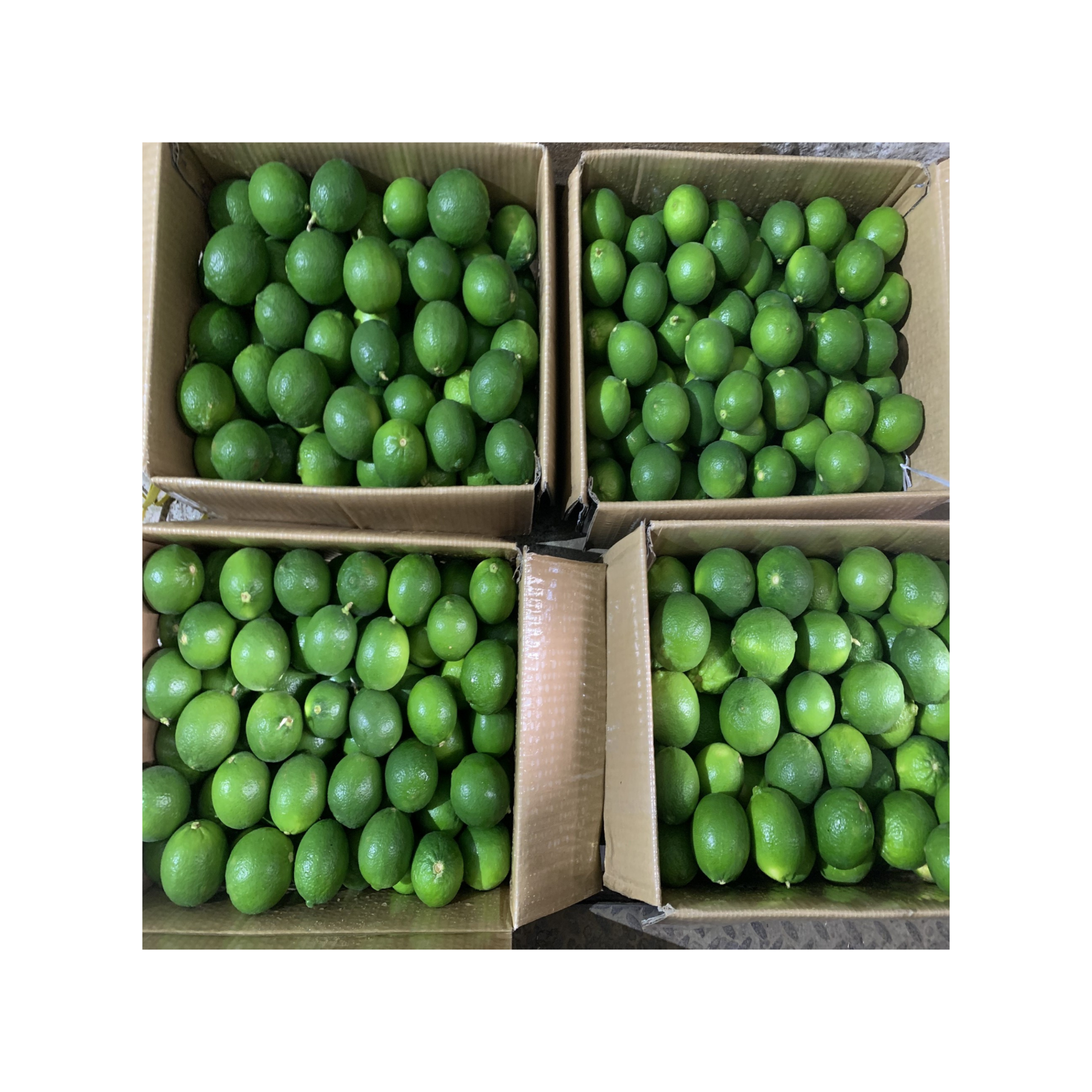 Фрукты и овощи Calamansi Быстрая доставка органический замороженный цитрусовый микрокарпа каламондин по запросу клиента от V