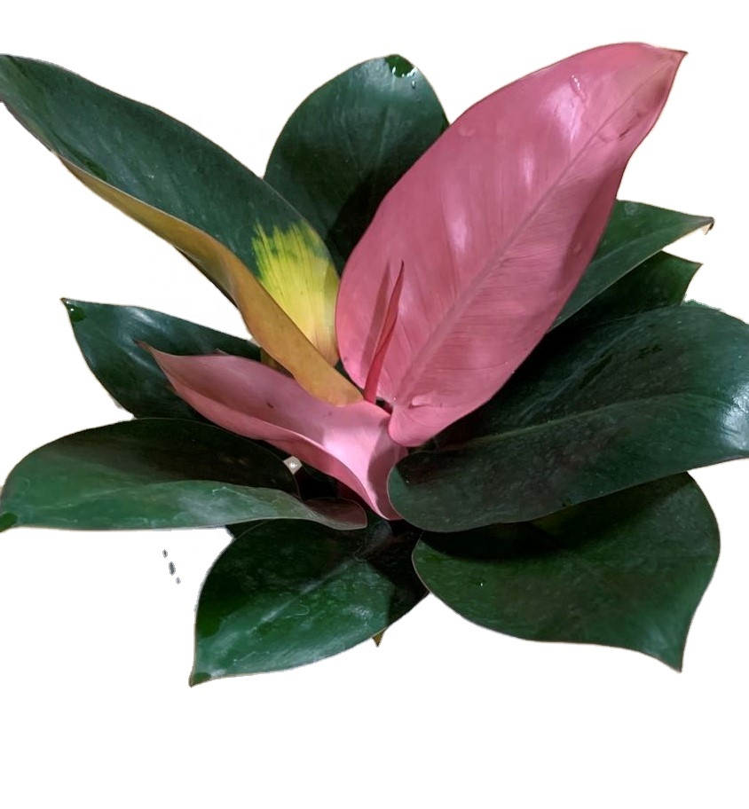 Оптовая продажа, philodendron, натуральный план, philodendron, розовые декоративные кардинальные живые растения