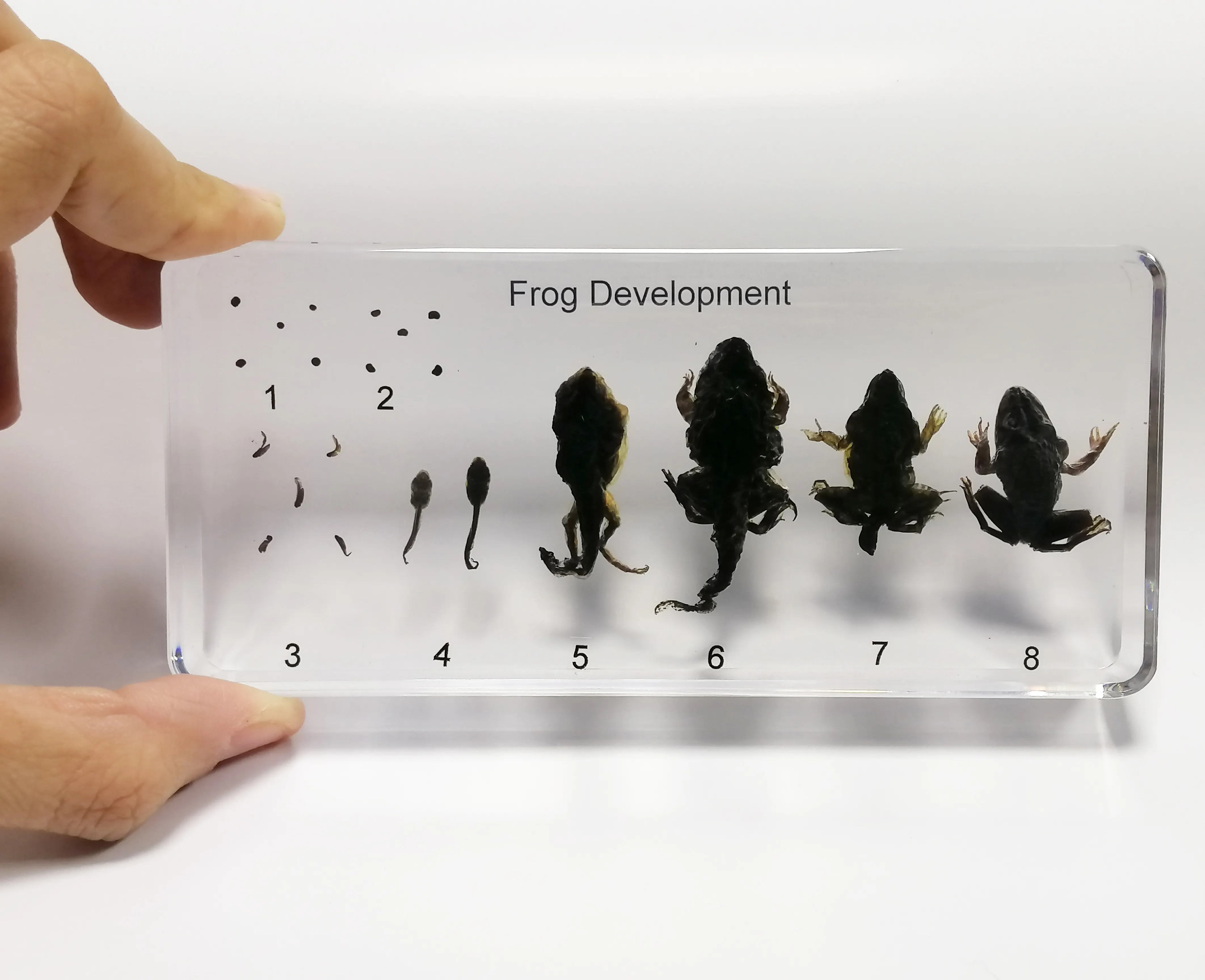 Lifecycle of Frog Real Specimen in resin 138*63*20mm Biological Teahing Aids