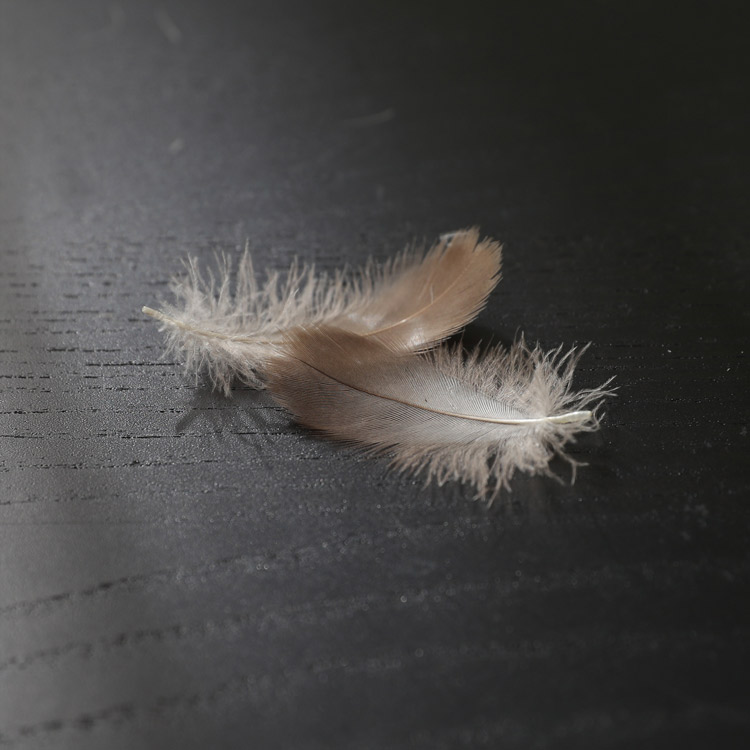 Factory Wholesale Filling Material Pillow Grey Goose Feather Down