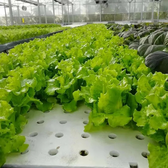 Vertical Hydroponic Grow system Hydroponics Foam Board Hydroponics growing EPS floating boards