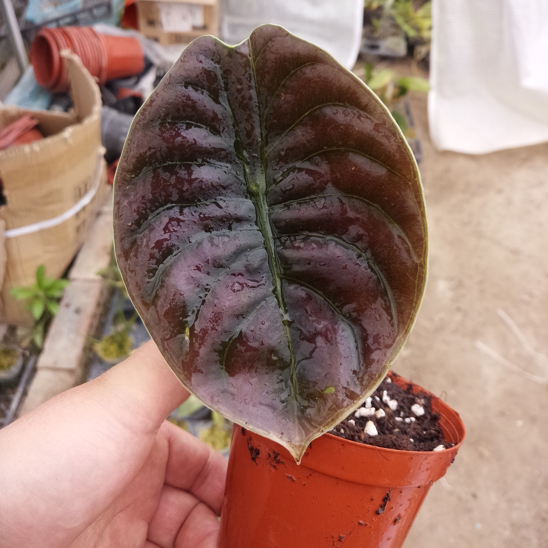 Декоративное растение в помещении, красочный Alocasia cuprea красный бонсай