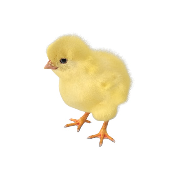 Broiler Chicks/ Broiler Layer Chicken, Day Old Chicks, Fertilzed Chicken Eggs