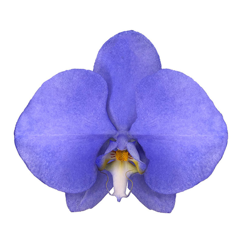 Best Selling Most Competitive Price Lightning Indigo Phalaenopsis Fresh Cut Flowers