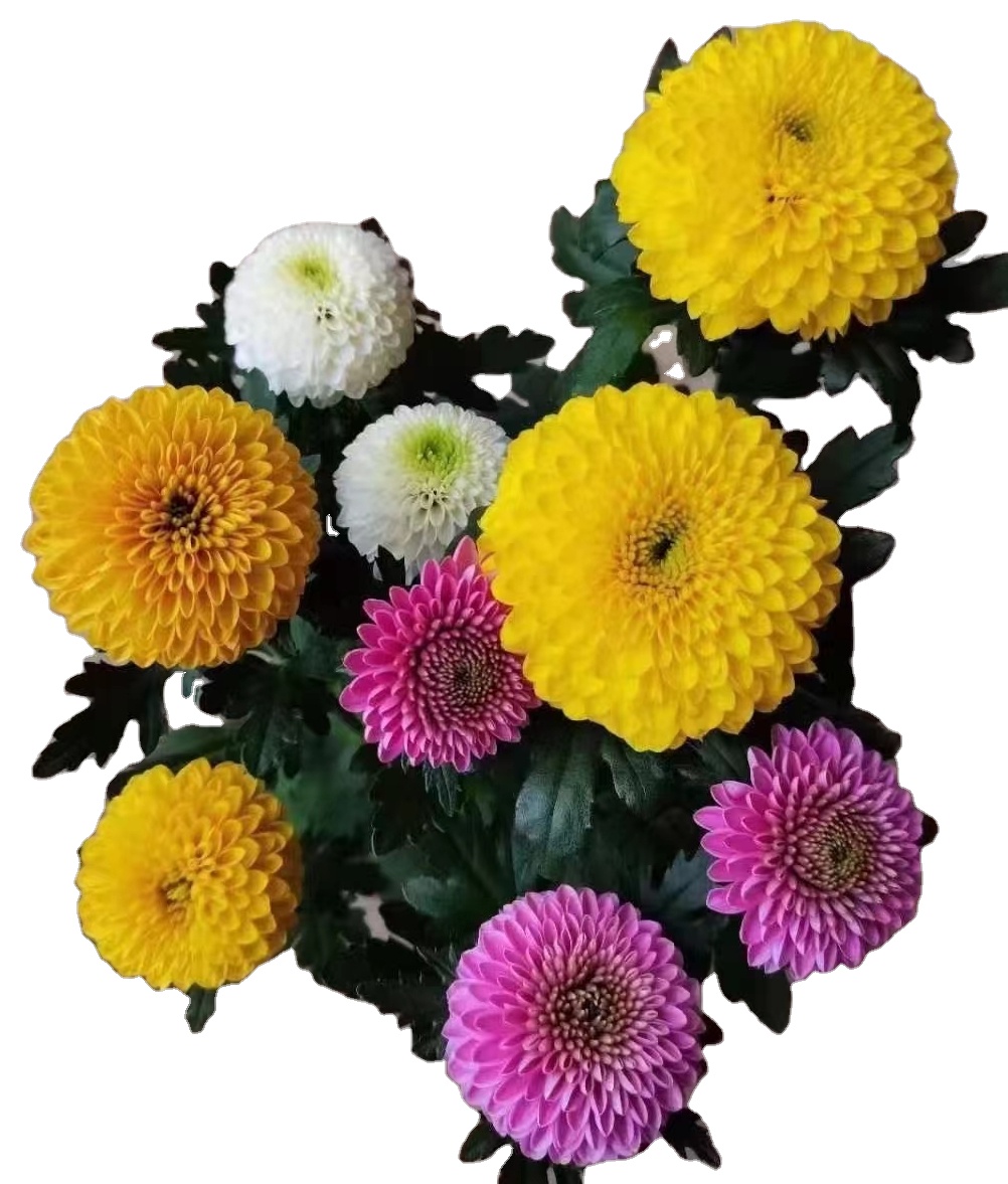 Dendranthema Morifolium Цветок многоцветный цветок бонсай цветок Dendranthema morifolium cv. "помпон" живое растение натуральное растение