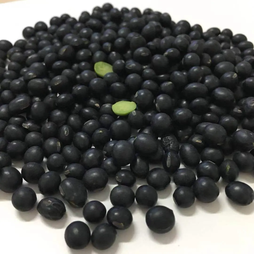 Factory green kernel black soybean