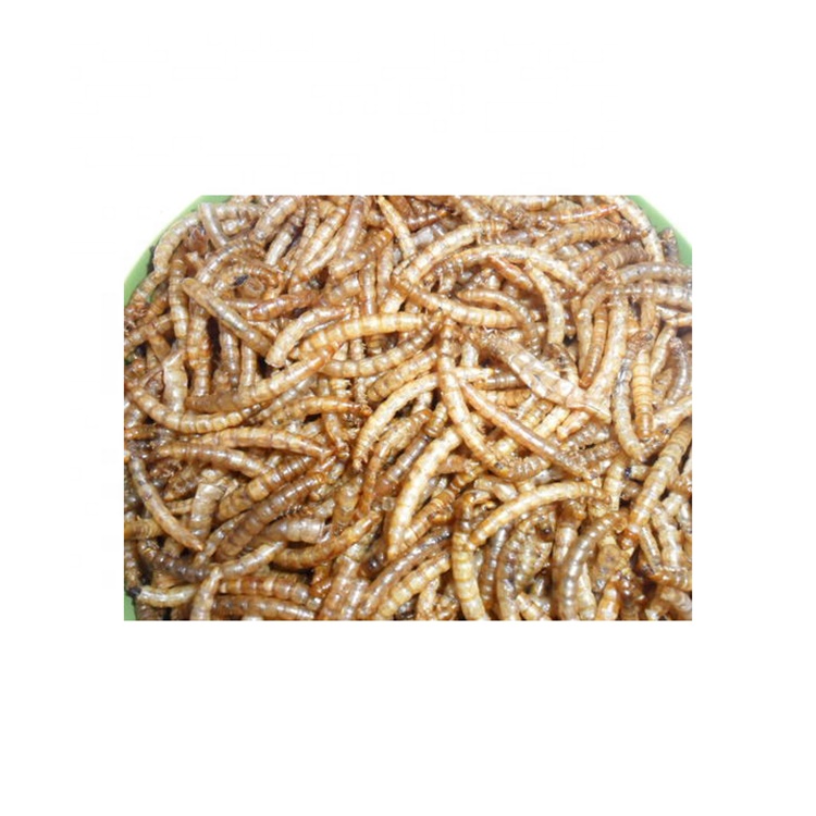 Горячая Распродажа 2020, tenebrio molitor/Mealworm