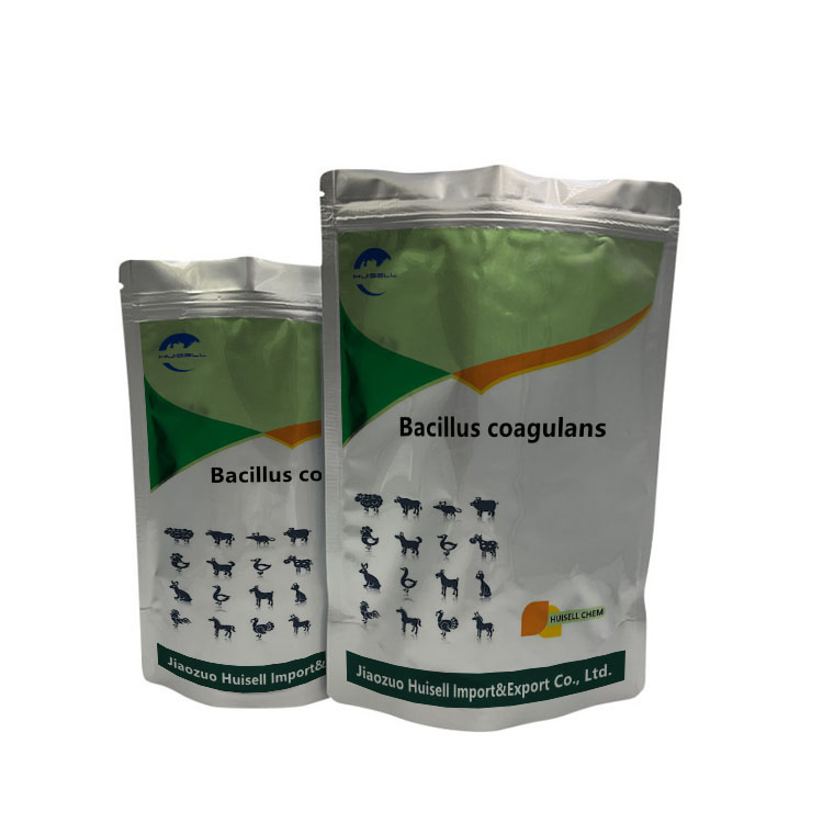 Factory Supply High Quality Bacillus Coagulans Powder